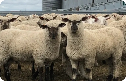 HAMPSHIRE DOWN STUD